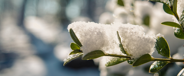 What are the best shrubs for a cold, windy garden?