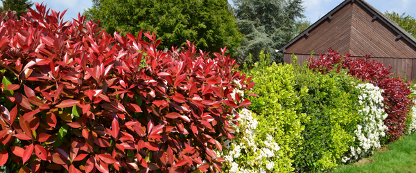 Do you have to have a mixed native hedge, or can it be a single specie?