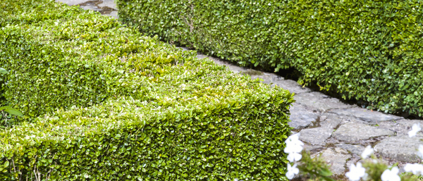 Hedging Guide: Alternatives To Box Hedging