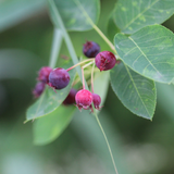 Juneberry berries amelanchier candensis