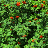 Rowan/Mountain Ash (Sorbus aucuparia)