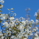 Juneberry amelanchier canadensis bare root hedging