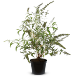 Pot Grown Butterfly White Profusion
