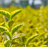 30/40cm Bare Root Golden Privet (Ligustrum ovalifolium 'Aureum')