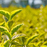 60/90cm Pot Grown Golden Privet (Ligustrum ovalifolium 'Aureum')