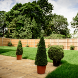 Box Topiary Cone (Buxus Sempervirens)