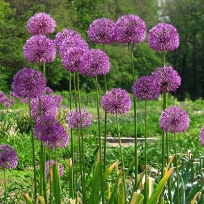 Allium 'Purple Sensation' (ornamental onion)