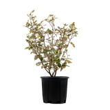 40/60cm Pot Grown Oleaster (Elaeagnus x ebbingei)