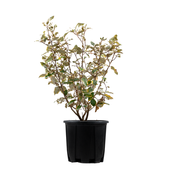 Pot Grown Oleaster (Elaeagnus x ebbingei)