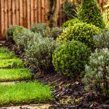 Box Topiary Ball (Buxus Sempervirens)