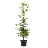 Pot Grown Beech (Fagus Sylvatica)