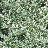 Euonymus 'Emerald Gaiety' (Euonymus fortunei 'Emerald Gaiety')
