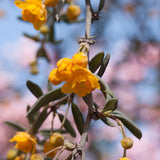 Berberis Evergreen hedging
