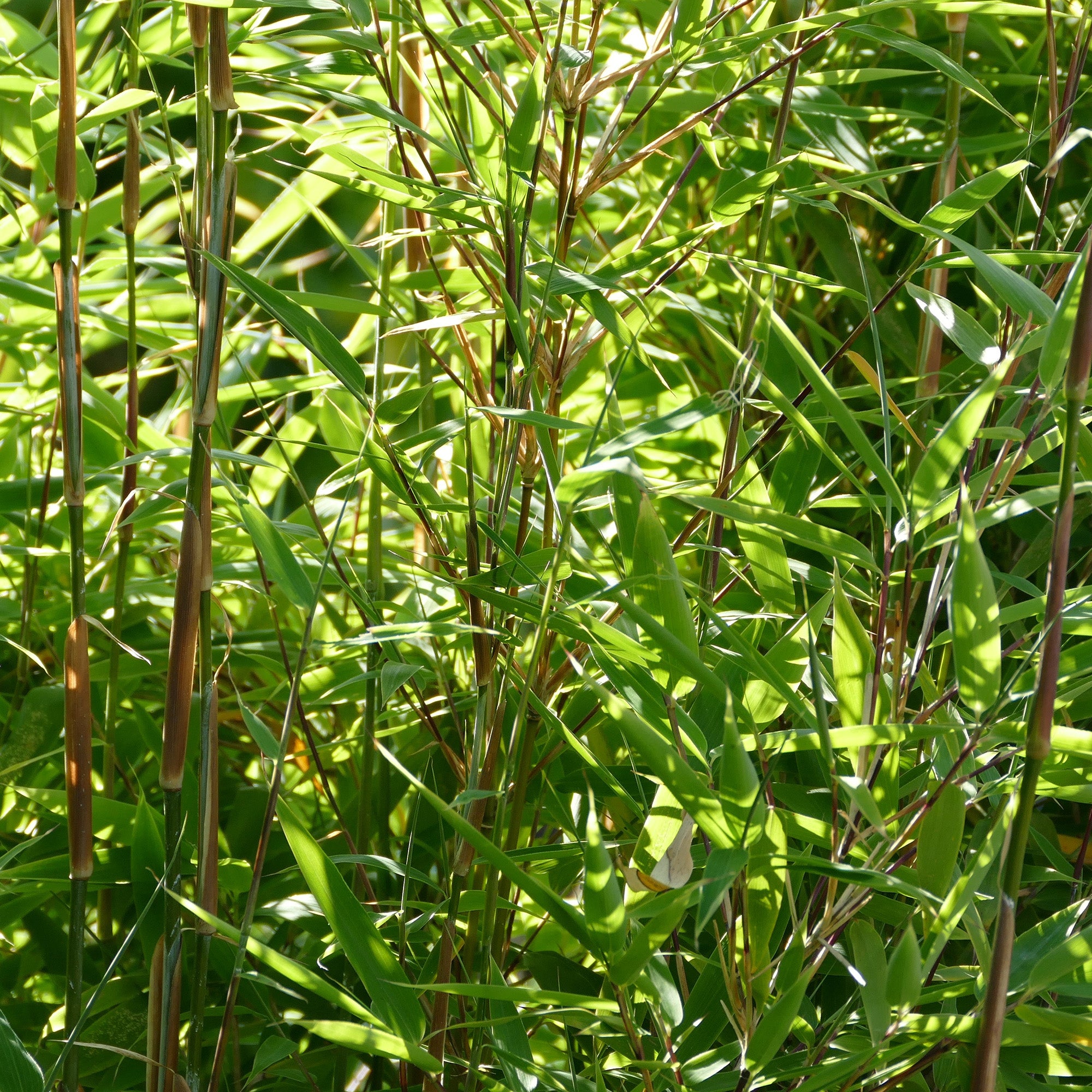 90/120cm Pot Grown Green Bamboo Hedging Glenmore Hedging