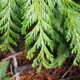Western Red Cedar (Thuja plicata)