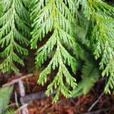 Western Red Cedar (Thuja plicata)