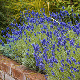 Lavender Hedging (Lavandula Hidcote)