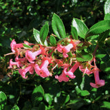 Red Escallonia flower