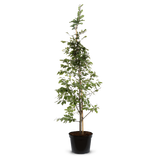 Pot Grown Beech (Fagus Sylvatica)