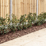 Root Ball Portuguese Laurel (Prunus lusitanica)