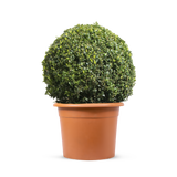 Japanese Holly 30cm Ball