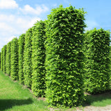 Hornbeam Hedging (Carpinus Betulus)
