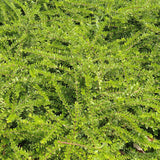 Shrubby Honeysuckle (Lonicera nitida)