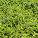 Shrubby Honeysuckle Hedging (Lonicera nitida)