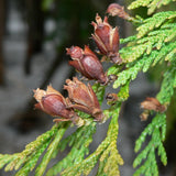 Western Red Cedar (Thuja plicata)