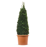 Ilex Crenata Topiary Cone (Ilex Crenata)