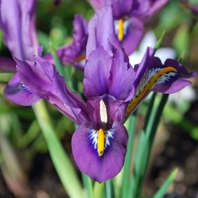 Iris reticulata (early bulbous iris)