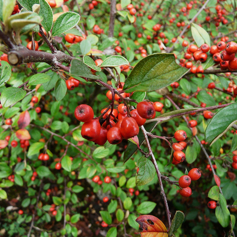Franchet Cotoneaster berries (cotoneaster franchetii)