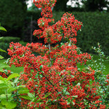 Firethorn hedging (Pyracantha)