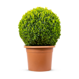 Box Topiary ball 30cm (Buxus Sempervirens)