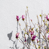 Magnolia Leonard (Magnolia x loebneri)