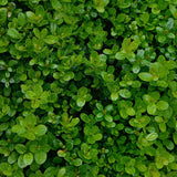 Box Hedging (Buxus Sempervirens)