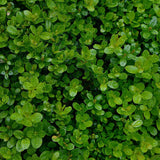 Box (Buxus Sempervirens)