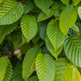 Hornbeam (Carpinus betulus)