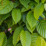 Hornbeam (Carpinus Betulus)