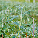 Buddleja davidii 'Black Knight'