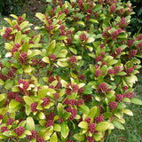 Skimmia 'Rubella' (Skimmia japonica Rubella)