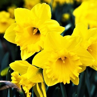 Trumpet Daffodil 'King Alfred' (Narcissus King Alfred)