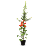 Firethorn pot grown hedging (Pyracantha)