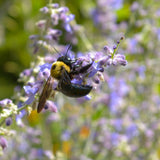 English Lavender (Lavandula angustifolia Munstead)