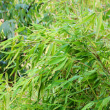 Umbrella Bamboo leaf