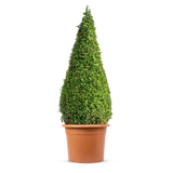 Box Topiary Cone 60-80cm (Buxus Sempervirens)