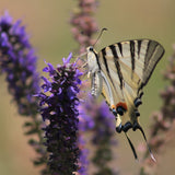 Lavender Hedging (Lavandula hidcote)