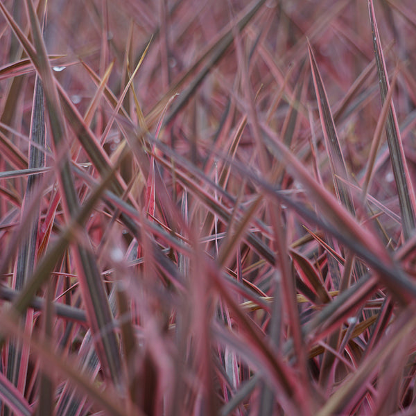 Red Hook Sedge Grass (Uncinia Rubra)