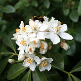 Mexican Orange Blossom flower (Choisya ternata)