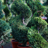 Leylandii (Cupressocyparis Leylandii)